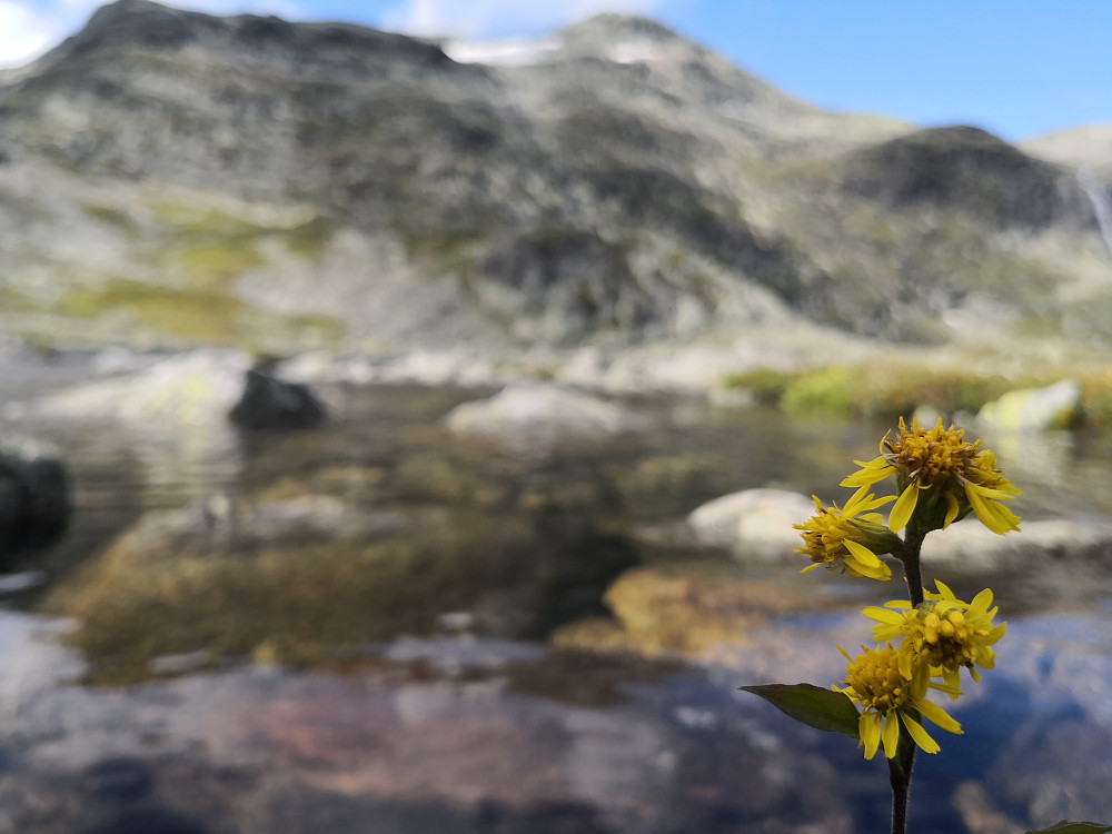 Mugnebottjernet