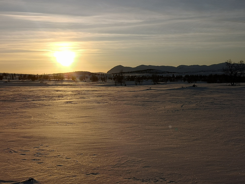 Mot Skogshorn