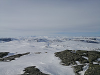 Hansi_20200419_5e9bf071d74ef.jpg