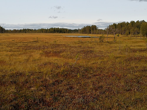 Høgmyra og Rådelstjenna