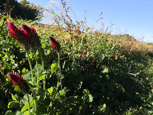 Blomster i åkerkanten