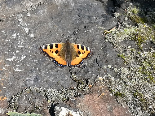 Neslesommarfugl