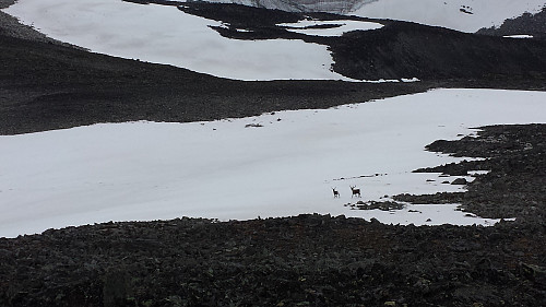 Traff på et par reinsdyr ned fra Spiterhøe i dag også.