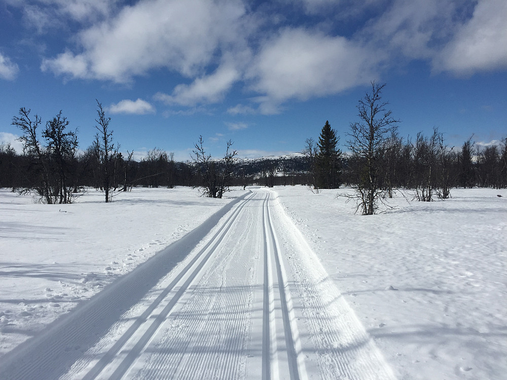 Flotte spor i Vestfjelløypa.