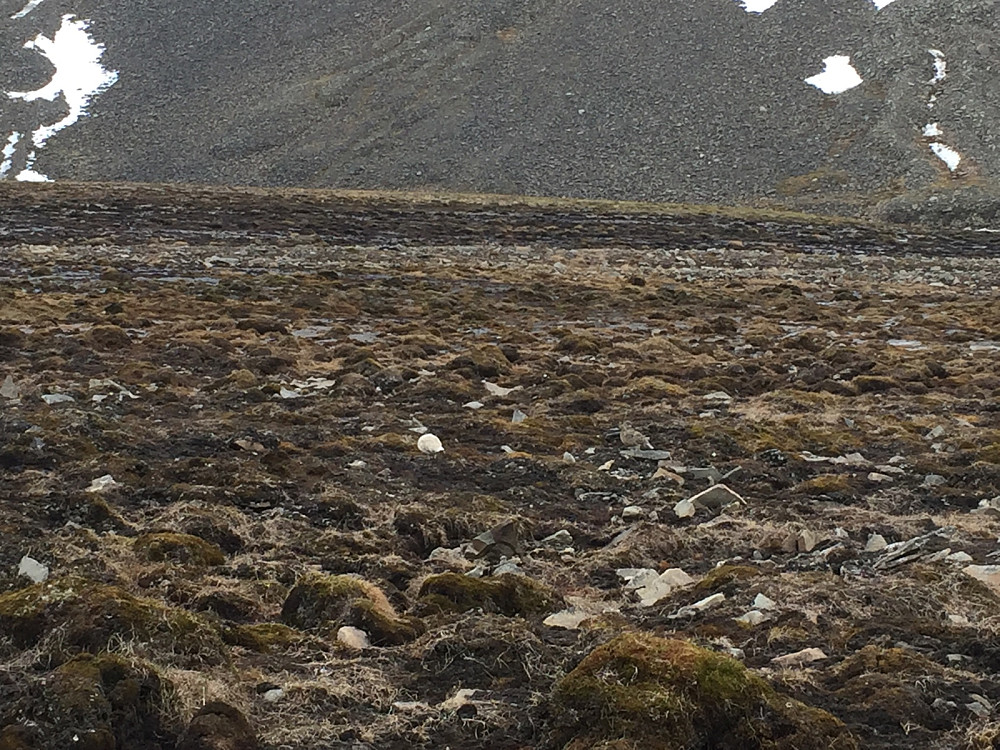 Svalbard rype men ikke noe godt bilde.