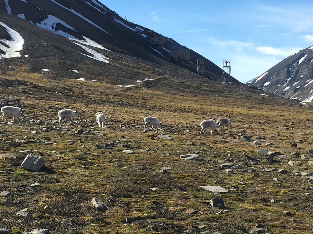 Gruve 5 og Svalbard rein