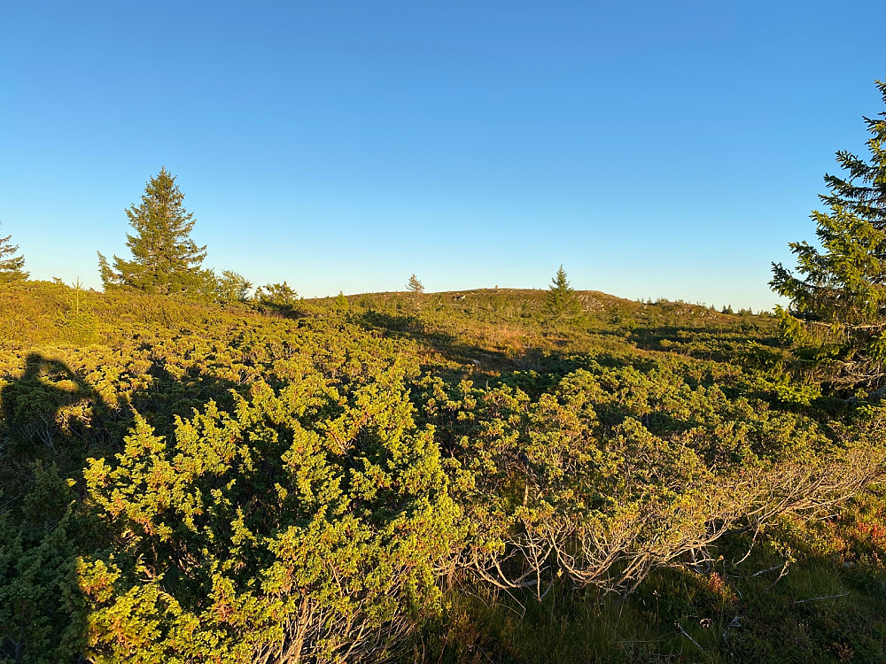 Storhaugen fra stien på tur innover.