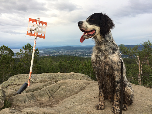 Nylig myrbadet Max på toppen av Geitfjellet.