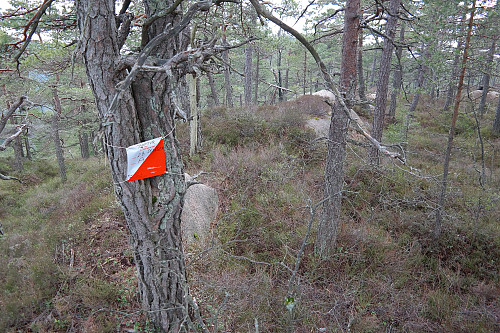 19.03.2015 - Turorienteringspost nr.08, på Delåsen (288).