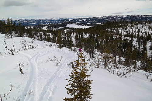 28.03.2015 - På vei ned nordhellingen fra toppen av Haustsæterfjellet (881). Utsikt mot nordvest, i retning der vi kom fra.