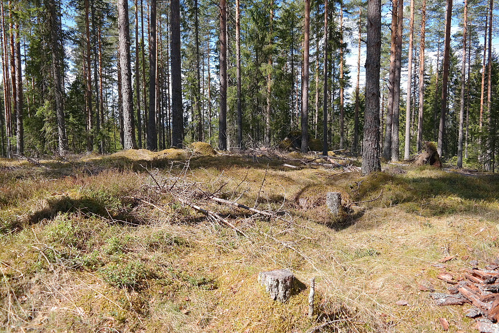 03.05.2015 - Toppen av Gjesåsberget 328 moh, eller 333 moh, som det står på noen kart. Høyeste punkt så ut til å være den store, mørke steinen bak i skyggen, litt til høyre.