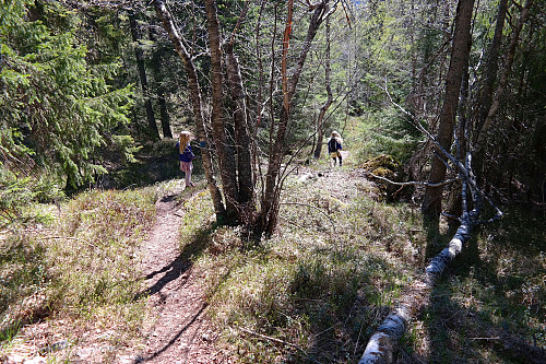 15.05.2015 - Fin sti til Glomsrudkollen (597). Her på vei nedover, rundt 150 meter sørvest for tårnet på toppen.