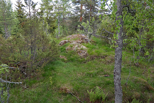 08.06.2015 - På Farshatten (264 moh).