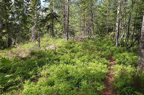 08.06.2015 - Solskinn på Ausenfjellet (278). Stien til høyre fulgte jeg ned igjen - i motsatt retning.