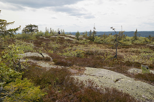 13.06.2015 - Morten vandrer rundt på platået ved Lauvkollen/Brennåsen (703), et par hundre meter sør for toppen.