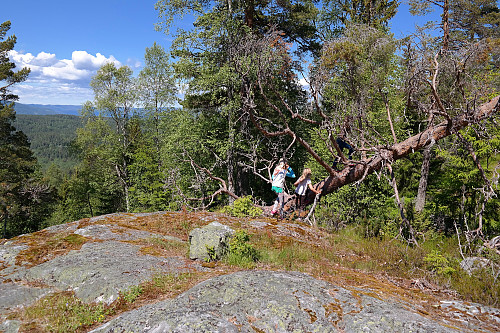 27.06.2015 - Noen meter sør for toppen av Skuterudseteråsen (484) er det noe utsikt vestover. Barna fant selvfølgelig et nedblåst tre som måtte bestiges.