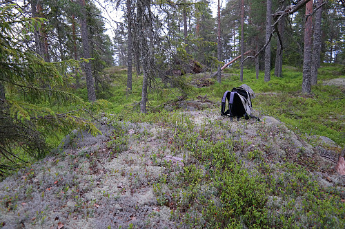 28.06.2015 - Grasåsen Nordøst (526) - her var høyeste punkt markert på kartet (526,7 moh). I skogen bak var det derimot en liten varde...