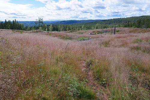 31.07.2015 - Tidlig på stien mot Årkjølen (641) går man gjennom et hogstfelt, som nå i hovedsak var dekket av høye, blomstrende gresstrå.