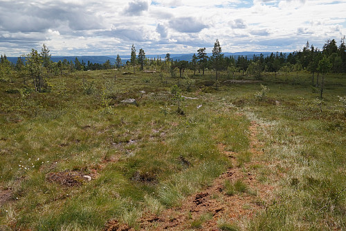 31.07.2015 - Myrområdene ca 700 meter sør for toppen av Årkjølen (641). Noe utsikt sørover her pga lite skog.