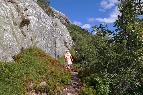 08.08.2015 - Fin sti på grensen mellom skogen og den bratte fjellveggen opp mot Himingen.