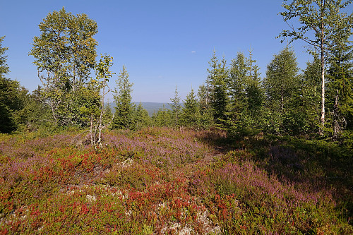 22.08.2015 - Det sørøstlige toppunktet på Høsbjørkampen/Duåsen (587). Et snev av utsikt mot nordøst her.