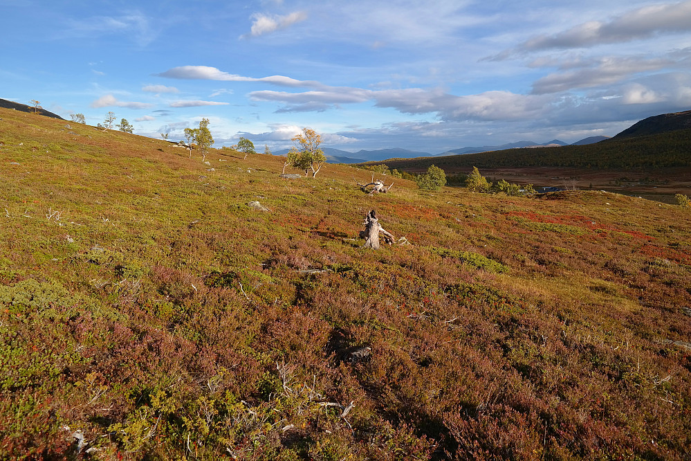 18.09.2015 - Nydelig ettermiddagssol i Griningsdalen. Jeg står i lia ovenfor bilen. Man ser så vidt takene på setra Dyrtjørnbekken til høyre, bak den lille haugen.