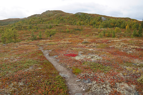 20.09.2015 - Denne fine, lille stien fulgte jeg ned fra Veslvassfjellet (1192), som er i bakgrunnen.