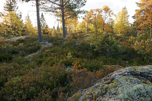 28.09.2015 - På Slottet (576). Midt i bildet ses den svarte sekken min, som ligger på høyde 576 moh, det som er markert som høyest på økonomisk kart. Jeg står ca 30 m lenger mot N/NV, og her virket det ennå litt høyere...