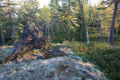 28.09.2015 - På høyden 50 m SV for det som er markert som toppen på Vatnåskollen (547). Sistnevnte topp ligger inne i skogen midt i bildet.