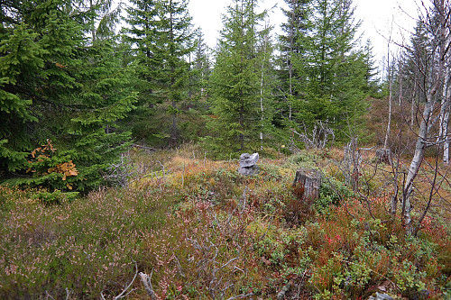 24.10.2015 - Den lille varden som Døl (Ole Mads Overgaard) bygde på sin tur til denne åsen. Det er nok hakket høyere på høyden bak grantrærne midt i bildet.