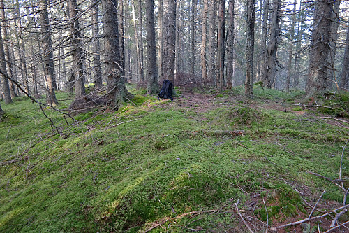02.11.2015 - Skikkelig skog på toppen av Nordre Korsvatnhaugen (609).