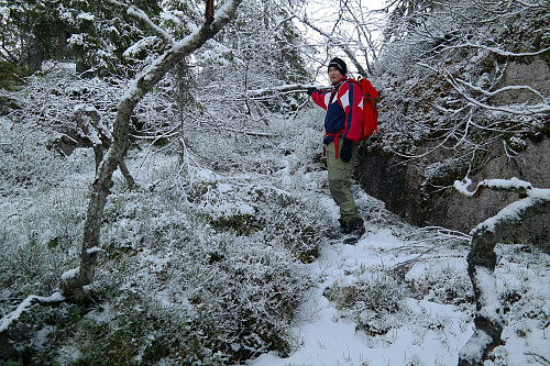 28.11.2015 - Vinterlig i skogen oppover i nordsiden på Lortegrauten (739). Skal ikke mye snø til før det pynter ordentlig opp.