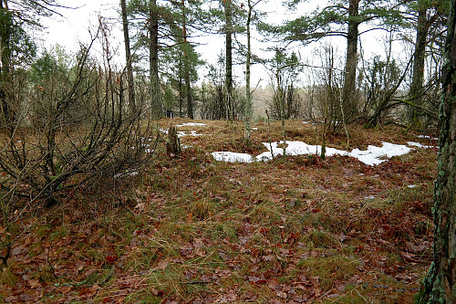 06.02.2016 - Høyeste punkt på Sør for Bjørnåsen (133) er en av disse gresstuene.
