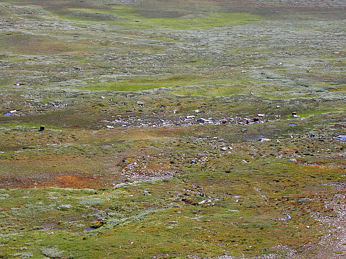 09.08.2003 - På noen sletter sør for Maribu står 5 moskus. Vi befinner oss høyere oppe i fjellsiden sørøst for Flathøe (1703).