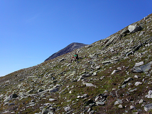 09.08.2003 - Grete oppe i fjellsiden S/SØ for Flathøe (1703). Det var herfra vi observerte moskusene som sto et stykke nedenfor oss.