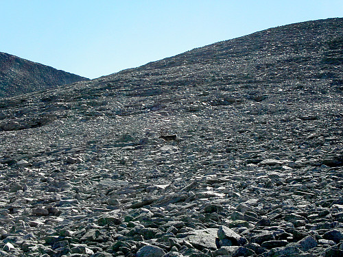 09.08.2003 - Et reinsdyr i steinrøysa ved vann 1598, vest for Flathøe (1703).