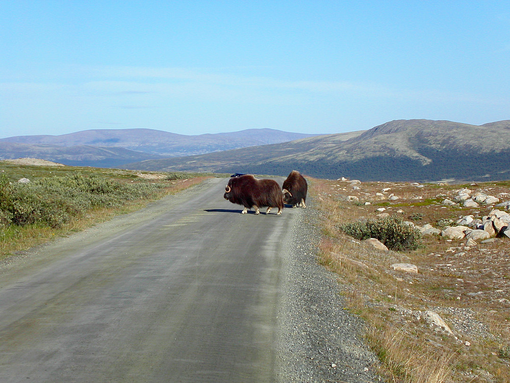 09.08.2003 - To moskus som sperret veien for oss da vi kjørte fra Maribu og nedover Svånådalen mot Hjerkinn.