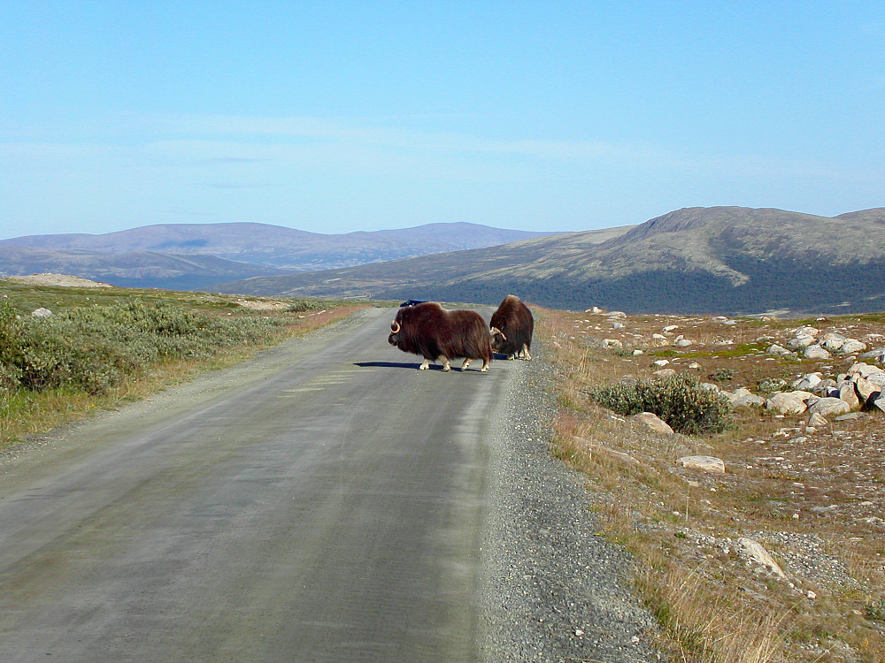 09.08.2003 - To moskus som sperret veien for oss da vi kjørte fra Maribu og nedover Svånådalen mot Hjerkinn.