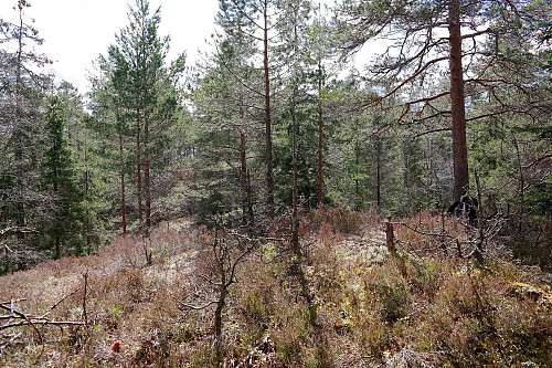 20.04.2016 - På Spydeberg varde nordtoppen (258). Bildet er tatt mot sørtoppen. Det lille tårnet av planker på sørtoppen kan skimtes mellom trærne litt til venstre for midten av bildet.
