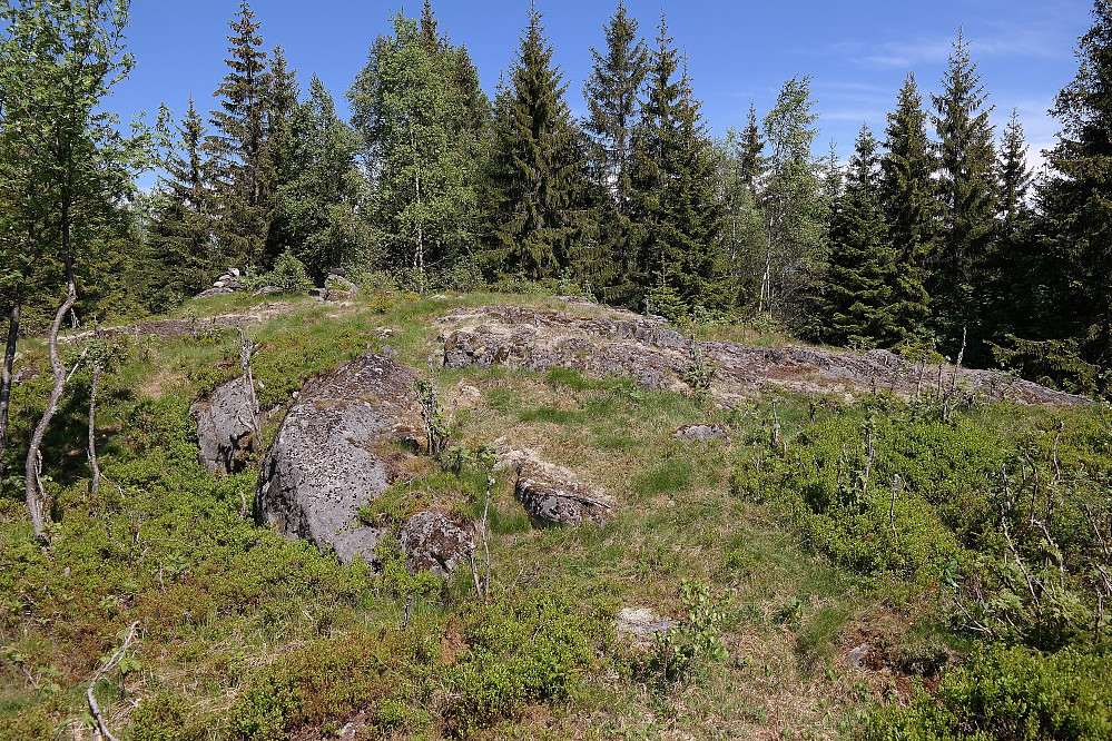 26.05.2016 - Åpning i skogen på Svartåsen (362). Toppvarden ses bak til venstre.