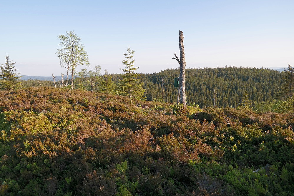 31.05.2016 - På Grasberget (611). Postkassa på toppen ses på den tørre bjørkestammen. Åsen bak til høyre er Nordre Romsæterberget (612).