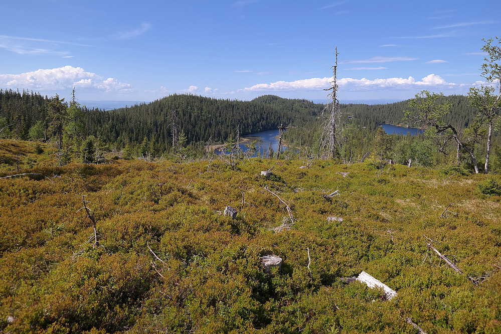 06.06.2016 - I et hogstfelt litt NØ for toppen av Skreifjella (800). Innsjøen midt i bildet er Fugletjernet. Den runde åsen rett bak Fugletjernet er Nyhusknappen (792). Litt nærmere og noe mer til venstre er første topp jeg besteg: Oftentjernshøgda (785).