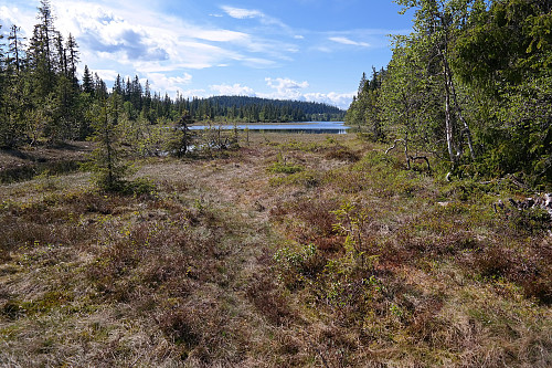 06.06.2016 - I sørøstenden av vannet Herva. Åsen bakenfor Herva er Oftentjernshøgda (785), som jeg først var oppom.