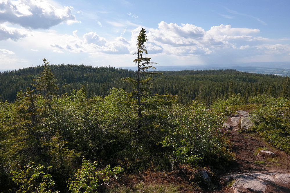 06.06.2016 - På Hervakampen (785). Mot vest. Åsen til venstre er Nyhusknappen (792), min siste topp på runden.