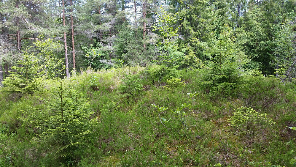 19.06.2016 - Toppunktet på Villåsen (295). Ikke mye utsikt her...