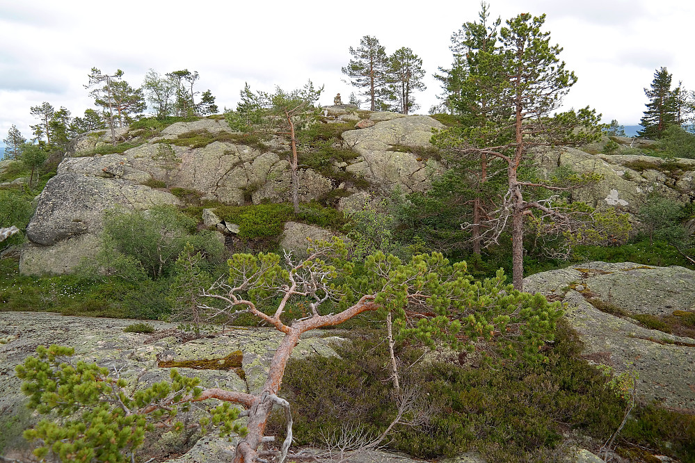 27.06.2016 - Toppvarden på Kolknutfjellet (686) ses på høyeste berget midt i bildet. Trivelig terreng å gå i her.