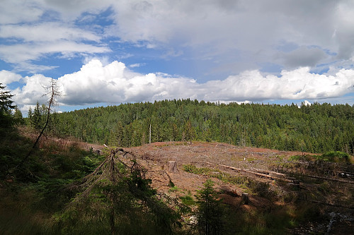 15.07.2016 - Seteråsen (354) sett fra sørvest. Jeg står på traktorveien ca 500 meter Ø/NØ for Høgåsen (393).