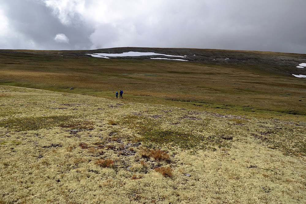 28.07.2016 - Behagelig og svært lettgått terreng her i nordsiden på Hornsjøhøe (1567). Den store snøfonna rett fram prøvde vi å rutsje på under nedstigningen.
