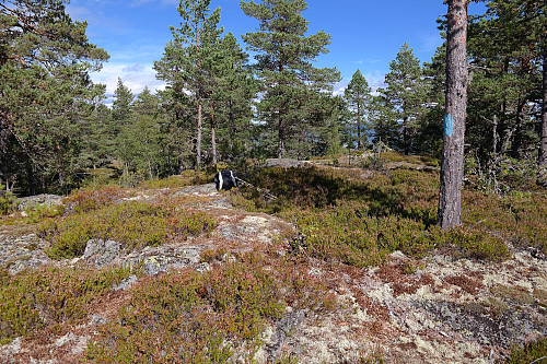 Høyeste punkt på Flaghylla (519). Blåmerking på treet til høyre, og på noen andre trær, men jeg så ingen sti ned fra toppen sånn i farten.