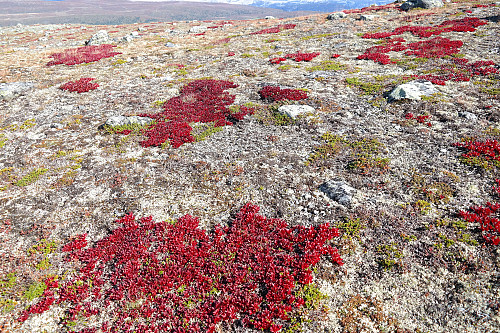 Eksem på bakken? Mye fine farger i fjellet på høsten. Her litt nord for Gråhøe Nordvest (1193).